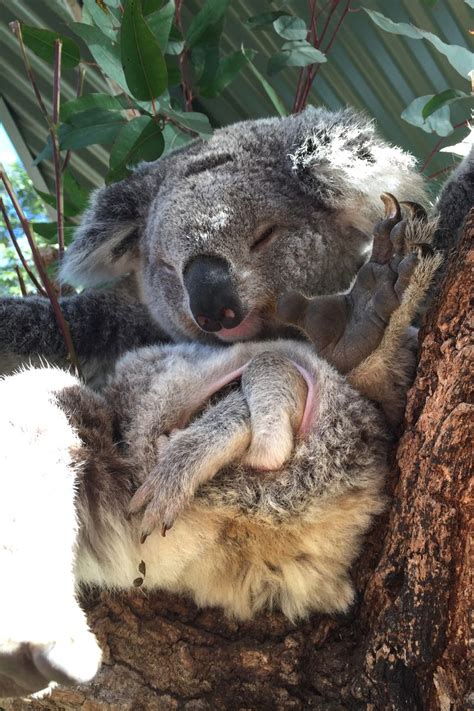 Koala Joeys Emerge for Spring at Taronga Zoo - ZooBorns