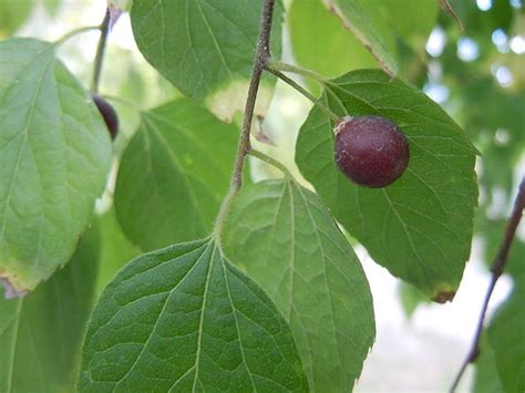 Celtis occidentalis (American Hackberry, Beaverwood, Common Hackberry, False Elm, Hackberry ...