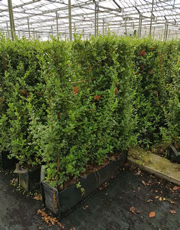 Pyracantha Instant Hedge | Red Berries 20L Trough | Hedging UK