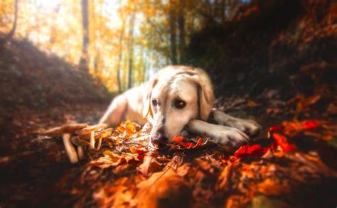 fall, Leaves, Forest, Nature, Dog, Animals Wallpapers HD / Desktop and Mobile Backgrounds