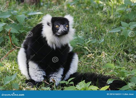 Lemurs are Primates Belonging To the Suborder Strepsirrhini. Like Other ...