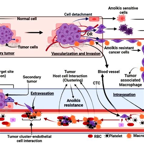 (PDF) Understanding the cell survival mechanism of anoikis-resistant cancer cells during ...