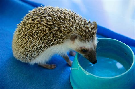 Little #hedgehog getting a big drink of water. | Erizos