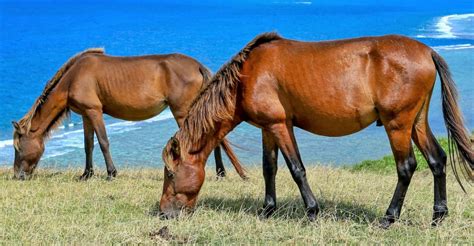 8 Rare Japanese Horse Breeds You Didn't Know Existed