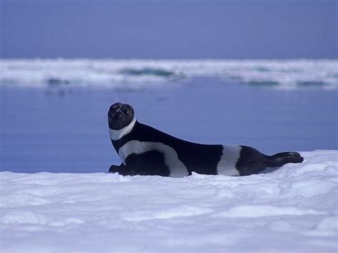 Ribbon seal - Alchetron, The Free Social Encyclopedia