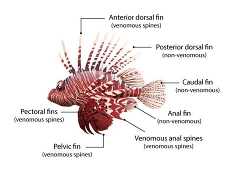 Lionfish Awareness - DAN World