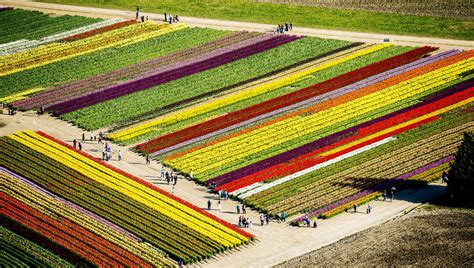 Aerial view of rows of tulip fields stock photo