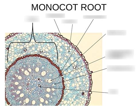 MONOCOT ROOT Diagram | Quizlet