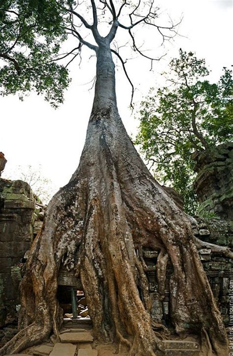 Giant Trees At the Cambodian Temple of Ta Prohm | Amusing Planet