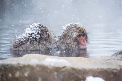 Returning to See the Japan Snow Monkeys (in Winter, This Time)