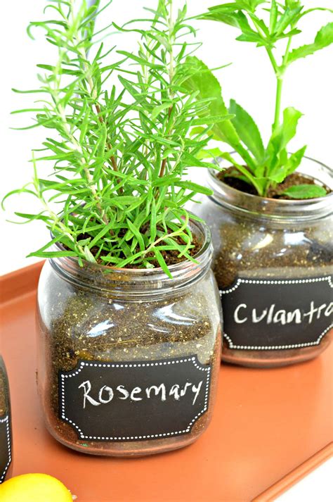 DIY Indoor Herb Garden - Easy Fun Way To Grow Fresh Herbs Indoor