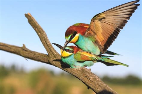 How Do Birds Mate? (Courtship, Rituals, and Sex) - Optics Mag