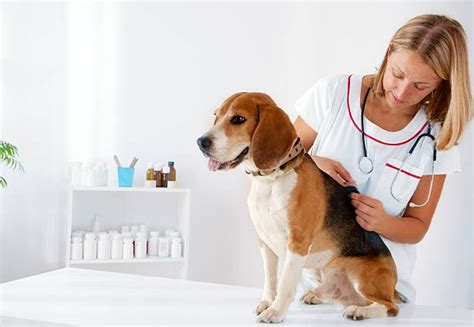 Marbofloxacin (Zeniquin®) for Dogs: Benefits, Dosage, Side Effects - puppadogs.com