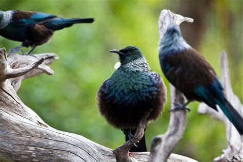 Migratory birds start arriving at Hirakud Dam Reservoir | Headlines