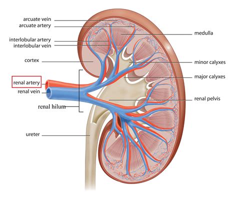 renal Hilium - Búsqueda de Google in 2020 | Kidney anatomy, Human kidney, Chronic kidney disease