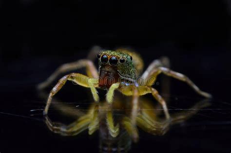 Jotus is a Spider Genus of the Family Salticidae (jumping Spiders), Native To Australia, New ...