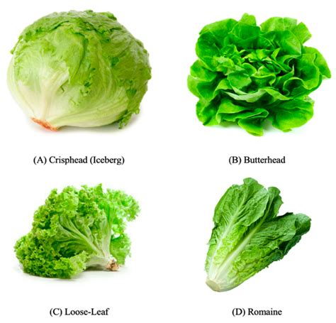 Types Of Lettuce