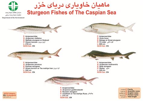 (PDF) Sturgeon Fishes of The Caspian Sea