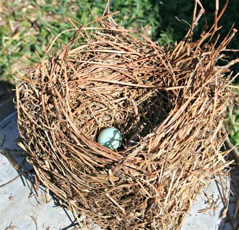 Bluebird Nests - Home Garden Joy