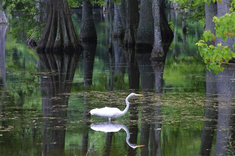 Louisiana Scenery Wallpaper - WallpaperSafari