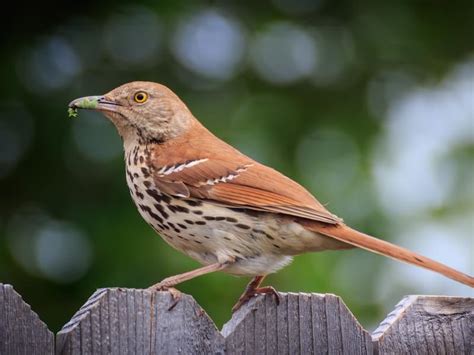 Brown Thrasher Nesting (Behavior, Eggs, Location) | Birdfact