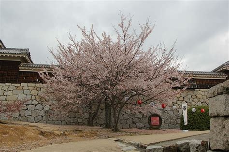 Sean's Japan Travel Journal: Cherry Blossom Report: Matsuyama