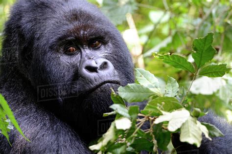 Portrait of male silverback Mountain gorilla (Gorilla beringei beringei) Virunga National Park ...