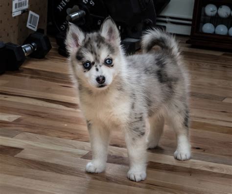 Pomsky, un cruce entre Pomeranian y Husky. Así se comportan los perros de esta nueva raza creada ...