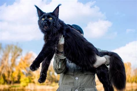 Maine Coon Size Compared to a Normal Cat - Cat-World