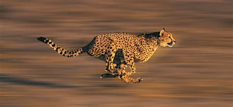 If a jaguar, a cheetah, and a leopard would race each other, who would win? - Catit