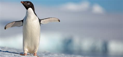 🔥 [22+] Penguins Disneynature Wallpapers | WallpaperSafari