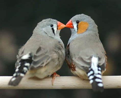 10 Surprising Bird Mating Rituals You've Never Heard Of - Page 4 of 5