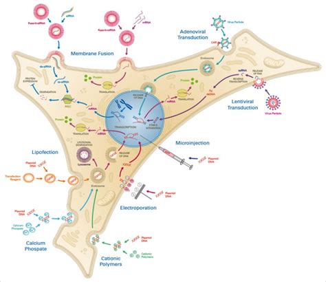 Transfection-Principle, TYpes, Methods, Workflow, Applications