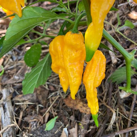 Jay's Yellow Ghost Scorpion Pepper Seeds | Tyler Farms