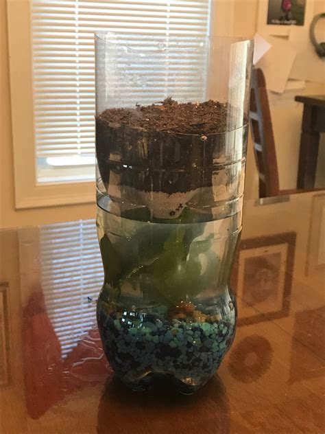 Ecosystem in a Bottle : 11 Steps (with Pictures) - Instructables