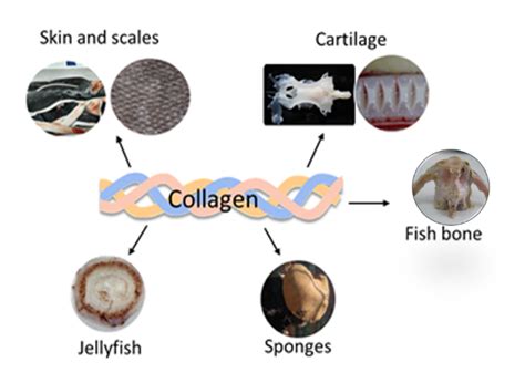 OLCreate: PUB_4829_1.0: Collagen: a fibrous protein | OLCreate