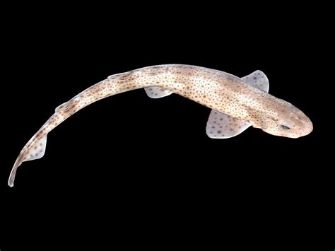 Small-spotted catshark - Wikipedia