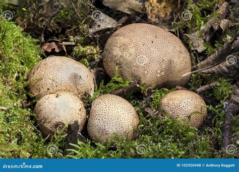 Common Earthball fungi stock photo. Image of fungus - 102926948