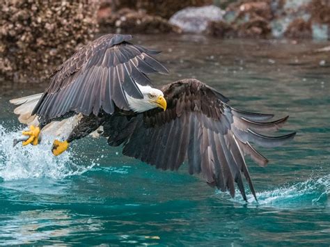 Bald Eagle Catching Fish | Smithsonian Photo Contest | Smithsonian Magazine