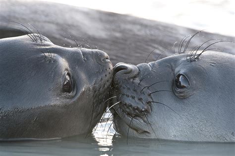 Southern Elephant Seal Pups Kissing Photograph by Daisy Gilardini