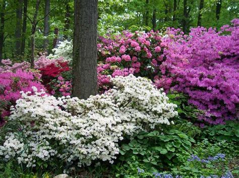 Pin by Amy Hernandez on Landscaping | Azaleas landscaping, Azaleas garden, Woodland garden