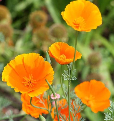 California Orange California Poppy Seeds – West Coast Seeds