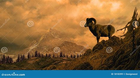 Bighorn Sheep In The Rocky Mountains Royalty Free Stock Images - Image ...