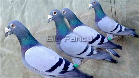 Best Racing Homer pigeons | Pigeon loft, Pigeon breeds, Racing pigeons | Pigeon loft, Racing ...