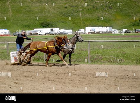 CHARIOT RACES Stock Photo - Alamy