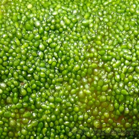 Wolffia Arrhiza Watermeal Duckweed Starter Culture | Fair Dinkum Seeds