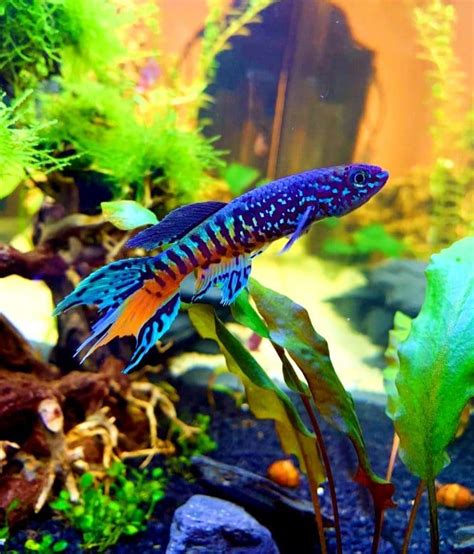 The 39 Most Colorful Freshwater Aquarium Fish | Aquanswers