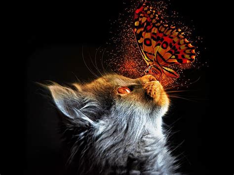 PixLith - Cat Butterfly Wallpaper