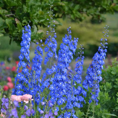 Delphinium elatum Blue Nile - Blackmore & Langdon | White Flower Farm