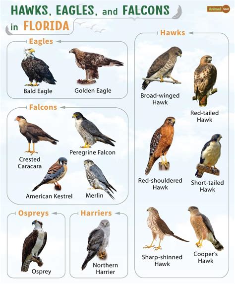 List of Hawks, Eagles, & Falcons in Florida with Pictures